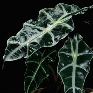 Alocasia cucullata 'Polly' 12 cm