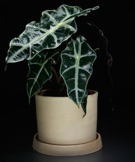 Alocasia cucullata 'Polly' 12 cm