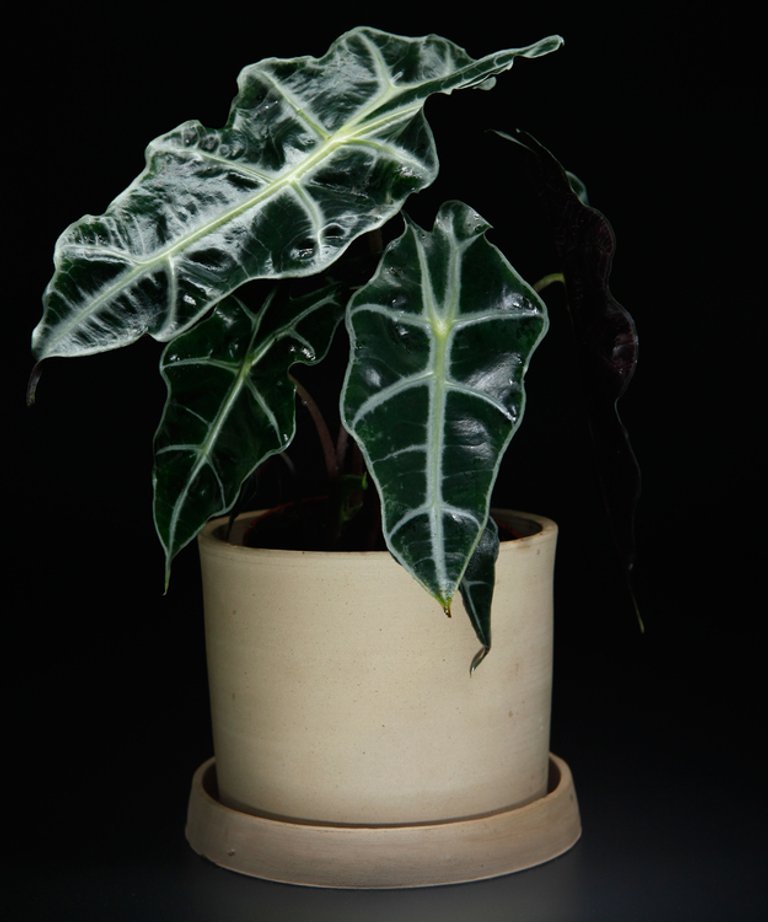 Alocasia cucullata 'Polly' 12 cm
