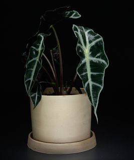 Alocasia cucullata 'Polly' 12 cm
