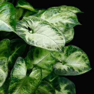 Syngonium 'Pixie' 12 cm