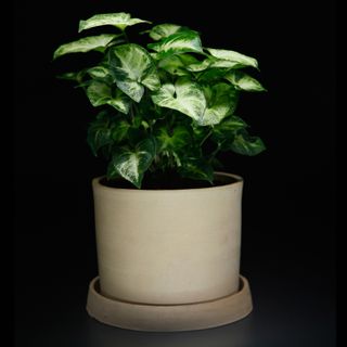 Syngonium 'Pixie' 12 cm