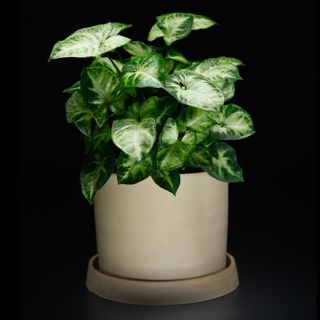 Syngonium 'Pixie' 12 cm