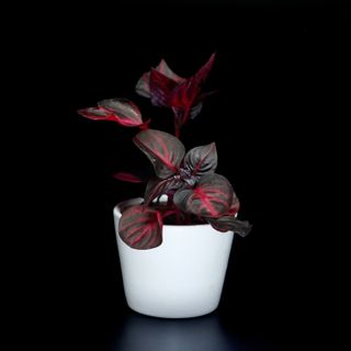 Iresine 'Bloodleaf' - Höblomster