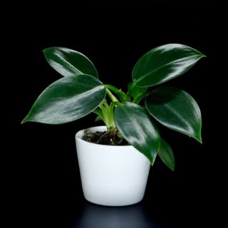 Philodendron 'Green Princess'