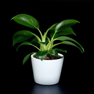 Philodendron 'Green Princess'