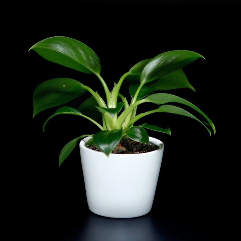 Philodendron 'Green Princess' 6 cm