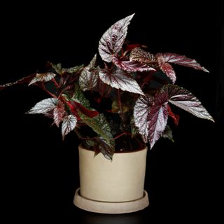 Begonia 'Pink Begino' 14 cm