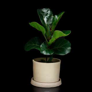Ficus lyrata - Fiolfikus 12 cm
