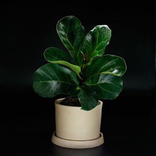 Ficus lyrata - Fiolfikus 12 cm