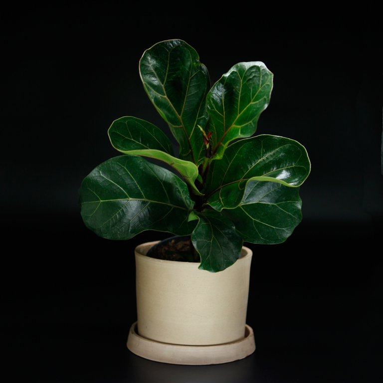 Ficus lyrata - Fiolfikus 11 cm