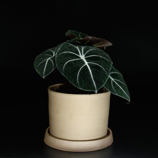 Alocasia 'Black Velvet' 12 cm