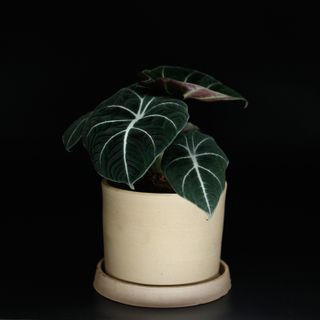 Alocasia 'Black Velvet' 12 cm