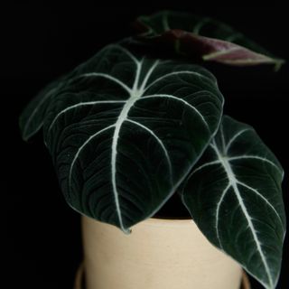 Alocasia 'Black Velvet' 12 cm