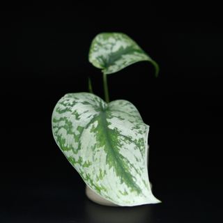 Scindapsus 'Trebie' stickling