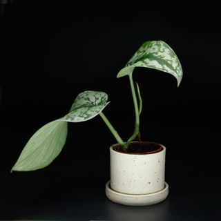 Scindapsus 'Trebie' stickling