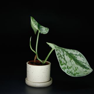 Scindapsus 'Trebie' stickling