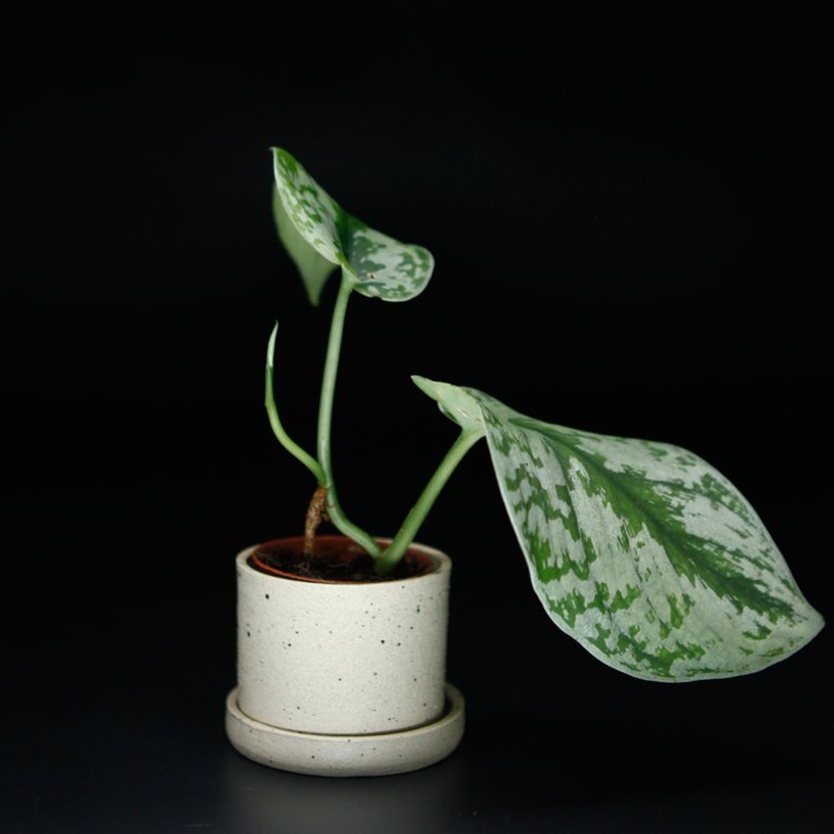 Scindapsus pictus 'Trebie' 6 cm