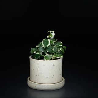 Ficus pumila 'Variegata'