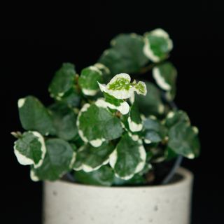 Ficus pumila 'Variegata'