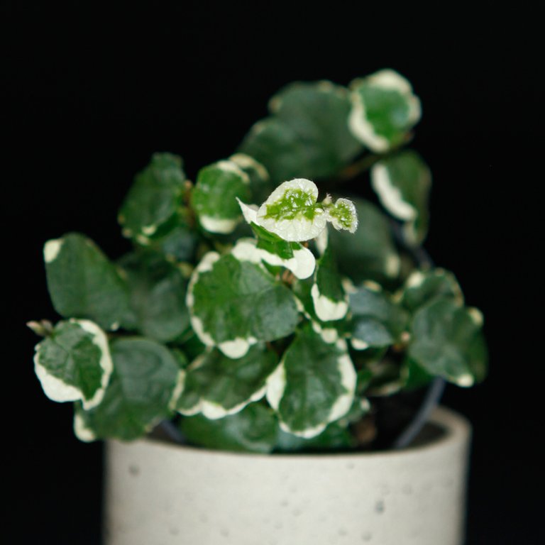 Ficus pumila 'Variegata' 6 cm