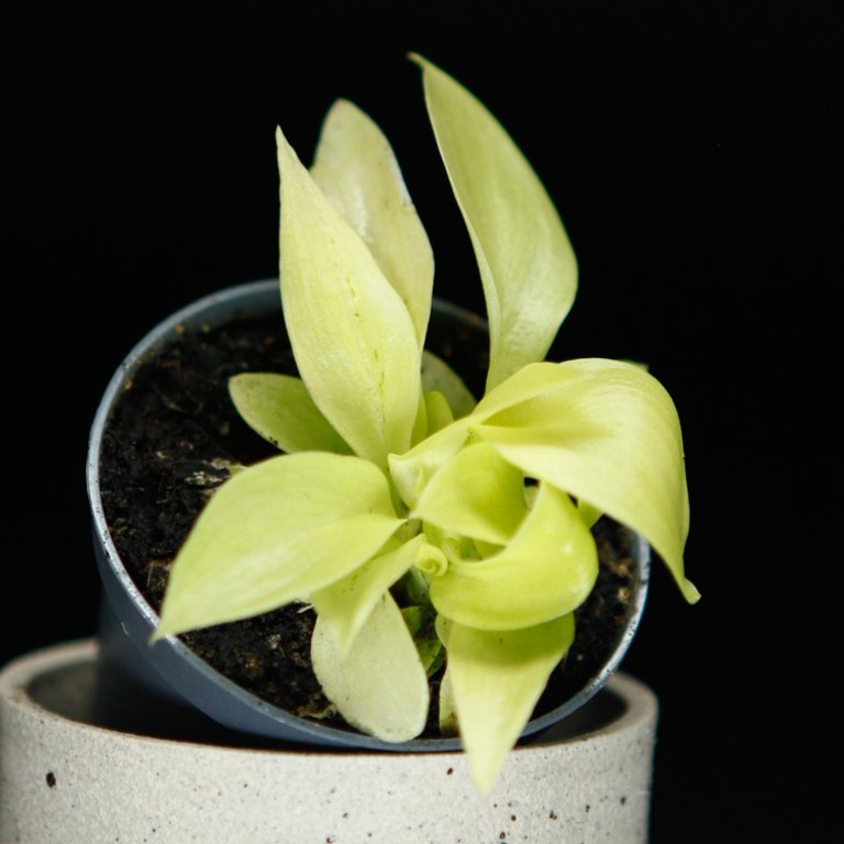 Philodendron 'Malay Gold' 6 cm