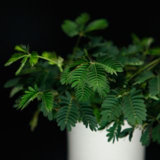 Mimosa pudica