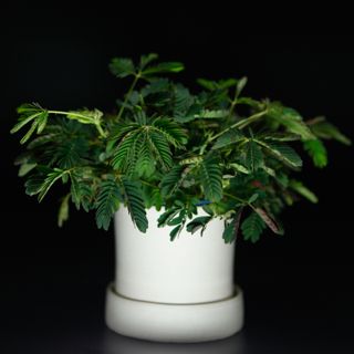Mimosa pudica