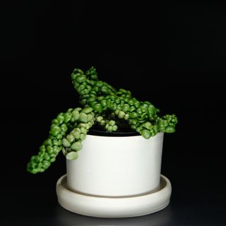 Dischidia 'Dragon Jade' 12 cm