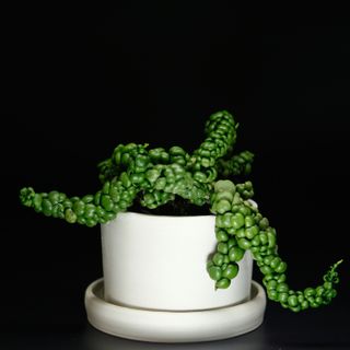 Dischidia 'Dragon Jade' 12 cm