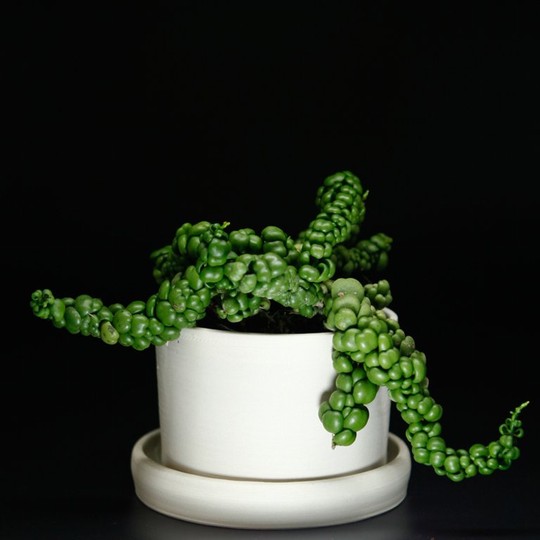 Dischidia 'Dragon Jade' 12 cm