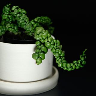 Dischidia 'Dragon Jade' 12 cm
