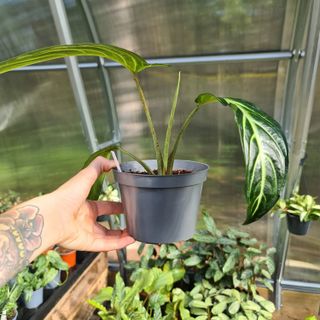 Xanthosoma lindell nr 3