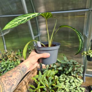 Xanthosoma lindell nr 3