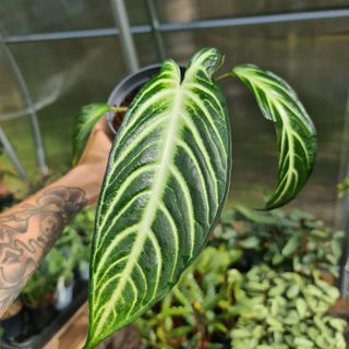 Xanthosoma lindell nr 3