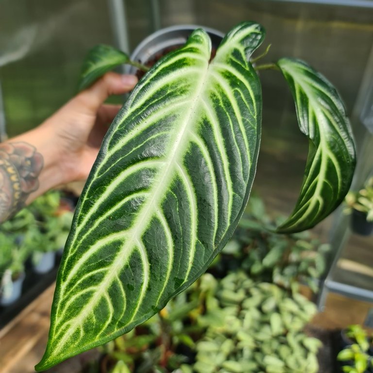 Xanthosoma lindell 12 cm