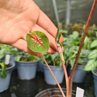 Caladium 'Carolyn Wharton'