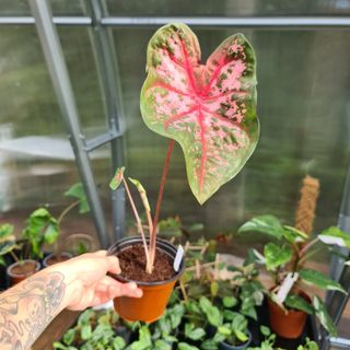 Caladium 'Carolyn Wharton'