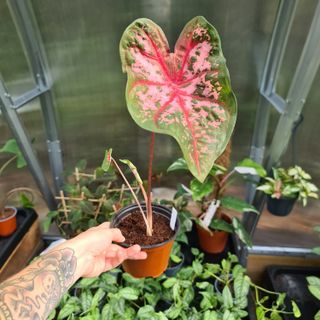Caladium 'Carolyn Wharton'