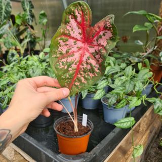 Caladium 'Carolyn Wharton'