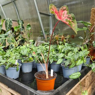 Caladium 'Carolyn Wharton'