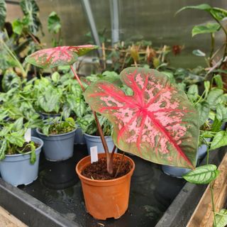 Caladium 'Carolyn Wharton'
