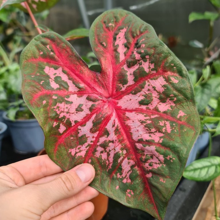 Caladium 'Carolyn Wharton' 12 cm