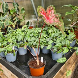 Caladium 'Carolyn Wharton'