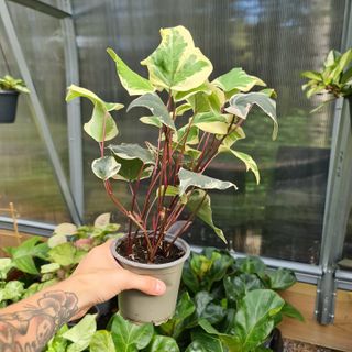 Hedera 'Gloire De Marengo' nr 2