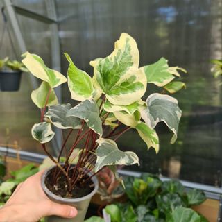 Hedera 'Gloire De Marengo' nr 2