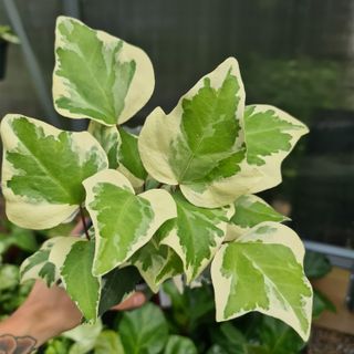 Hedera 'Gloire De Marengo' nr 2