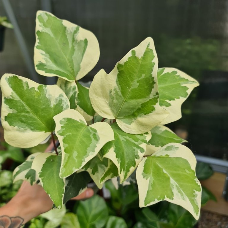 Hedera 'Gloire De Marengo' 12 cm