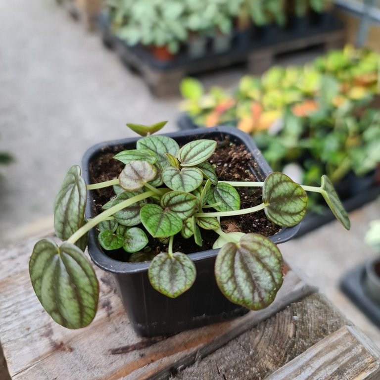 Peperomia 'Piccolo Banda' 8 cm