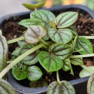 Peperomia 'Piccolo Banda' egenodlad